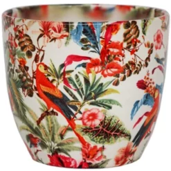 Ivyline Monza Tropical - 17cm