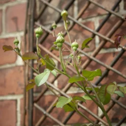 Tom Chambers Willow Trellis Arched Small - 120cm X 45cm