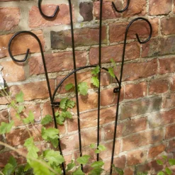 Tom Chambers Rosa Trellis - Small