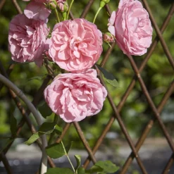 Tom Chambers Trellis Expanding - 180cm X 90cm