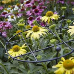 Tom Chambers G/c Grow Thru - Large