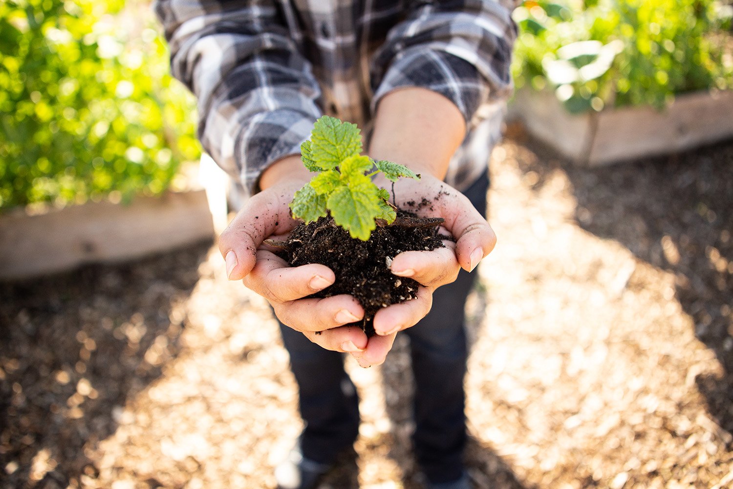Front Page 10 Front Page -Wolf Sales horticulture plant in hands