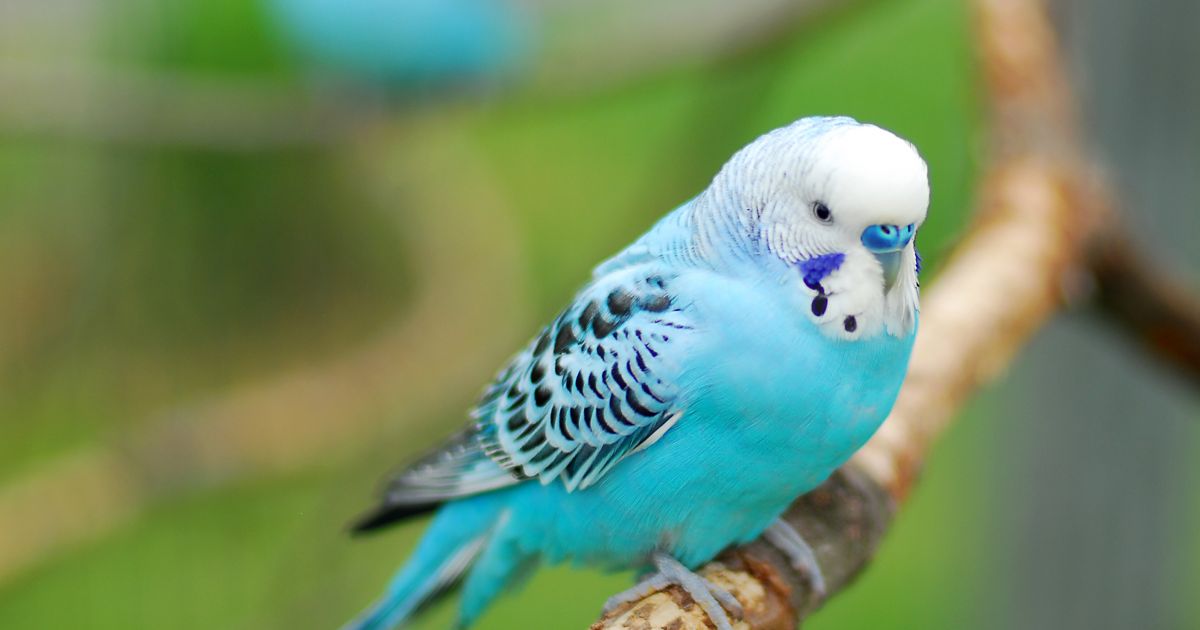 Front Page 11 Front Page -Wolf Sales